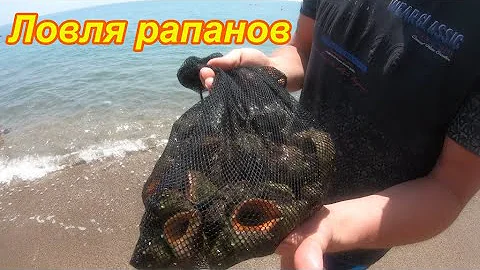 Ловля рапанов на Черном море. Подводная съемка. Готовим улов. Как приготовить рапанов.