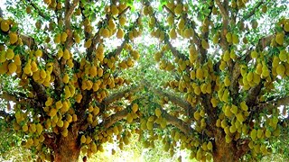 Jackfruit farming | कटहल की खेती | kathal ki kheti kaise kare | Advance Agriculture