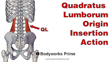 Quadratus Lumborum Anatomy: Origin, Insertion & Action