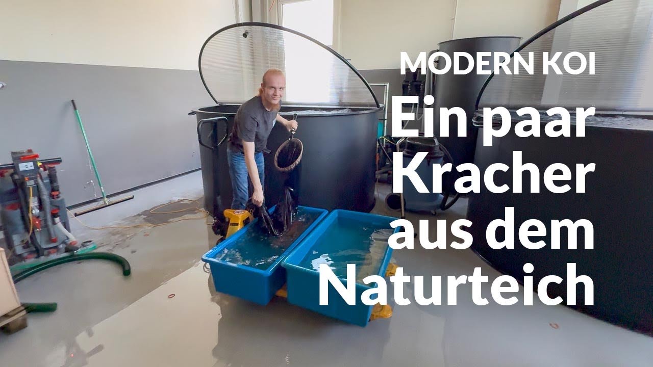 Noch mehr Konishi Koi für Alex  | Modern Koi Blog #7947