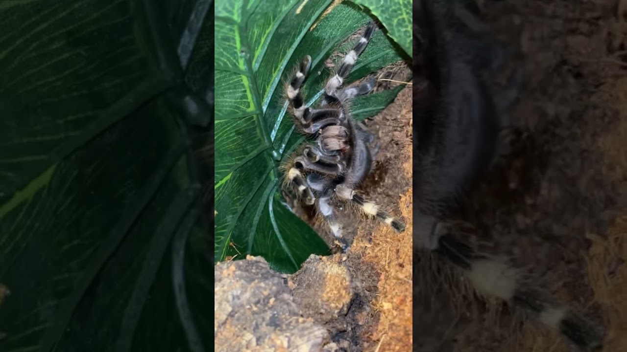 Angry tarantula watering 