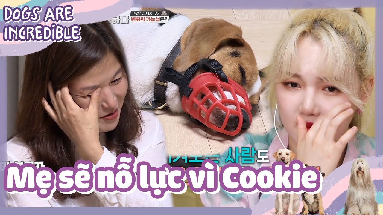 [CCTG Tập 37 #fin]ENG/VIETSUB|Người chủ là yếu tố... - youtube