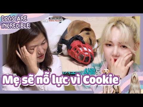 Video [CCTG Tập 37 #fin]ENG/VIETSUB|Người chủ là yếu tố... - youtube