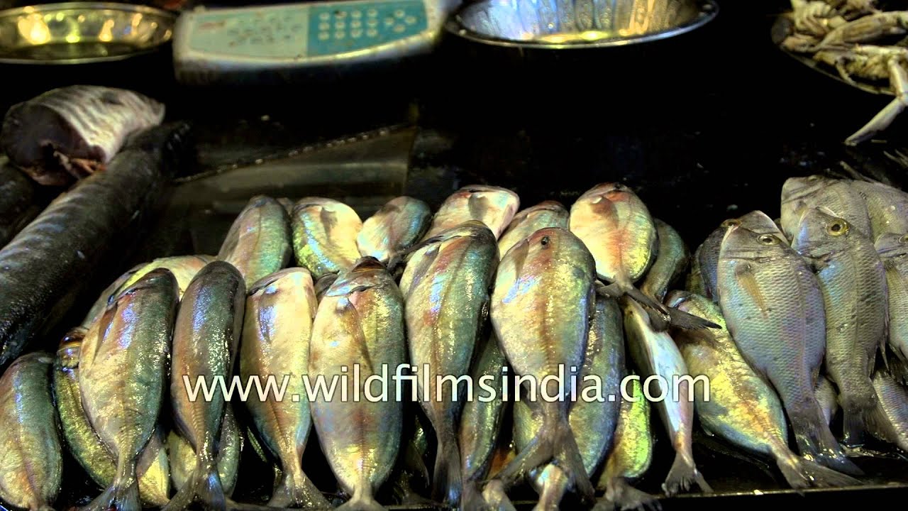Fish market in Madurai, Tamil Nadu YouTube
