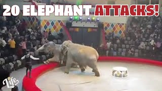 Angry ELEPHANT ATTACKS Caught on Camera by Lifessence 921 views 2 years ago 8 minutes, 1 second