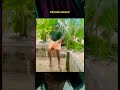 most viewed item #subscribe #comedydance #nadanpatt #comedy #love