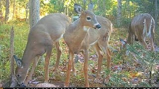 September Deer 🦌 Bow hunting screenshot 4