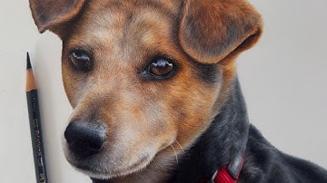 How to draw a realistic dog in coloured pencil