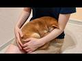 初めてのお風呂が怖すぎた柴犬がこの後まさかのこうなりました