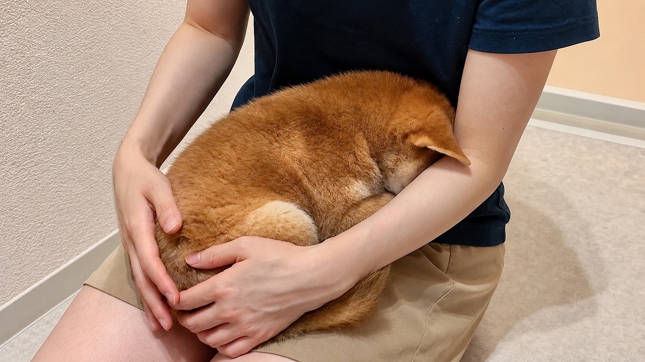 初めてのお風呂が怖すぎた柴犬がこの後まさかのこうなりました