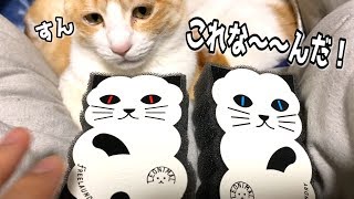 この猫グッズ何に使う？超難問と用途を間違い続ける猫