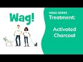 Activated Charcoal and Dogs | Wag!