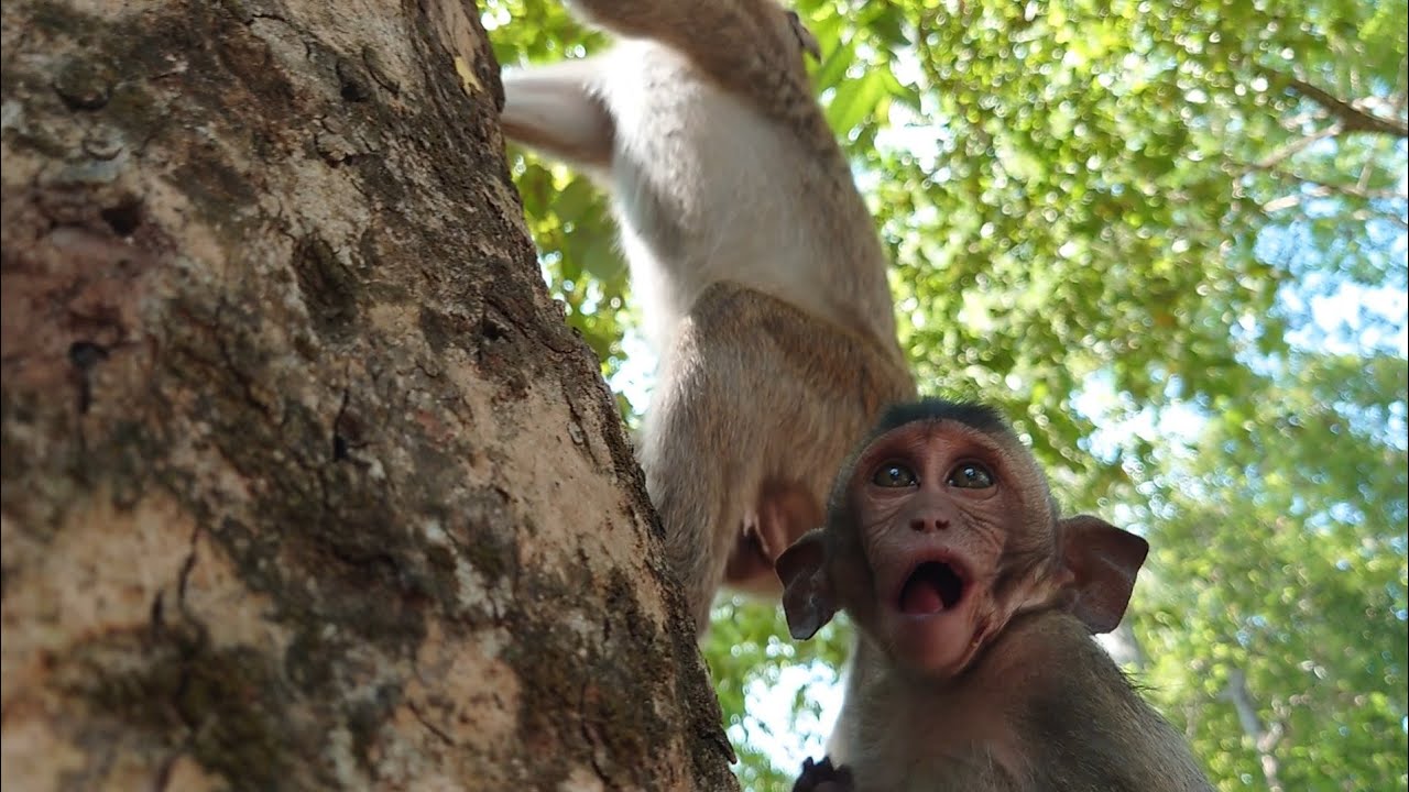 On This post some carve love Area monkey - YouTube