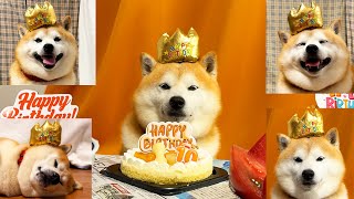 【祝10歳】お誕生日会を開いてもらい、主役のお帽子に緊張しながらも、最終的に誰よりもエンジョイしてしまう柴犬