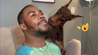 You’ll Die Laughing Watching These Dogs 😂🐶 The Funniest Dog Moments Compilation