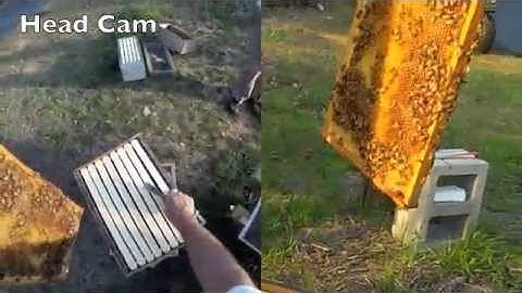 FatBeeMan Hive Inspection and Splitting