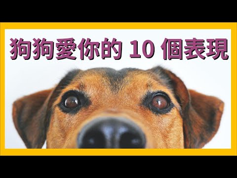 10 signs and behaviors your dog loves you