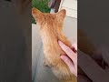 Cat Part 402 Cat King Leo II