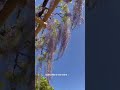 💜❤️蓮華寺公園の藤の花Wisteria flowers in Shizuoka