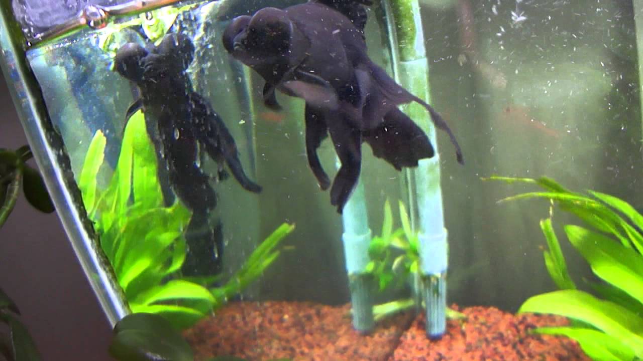 black moor 7/24/13 YouTube