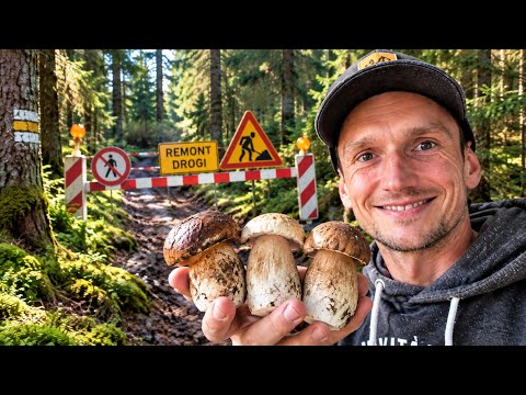PORCINI AND RENOVATION on the Magic Path - Mushroom hunting #199