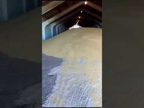 интересное продолжение работы на складе зерновых культур 🤗🌻часть x