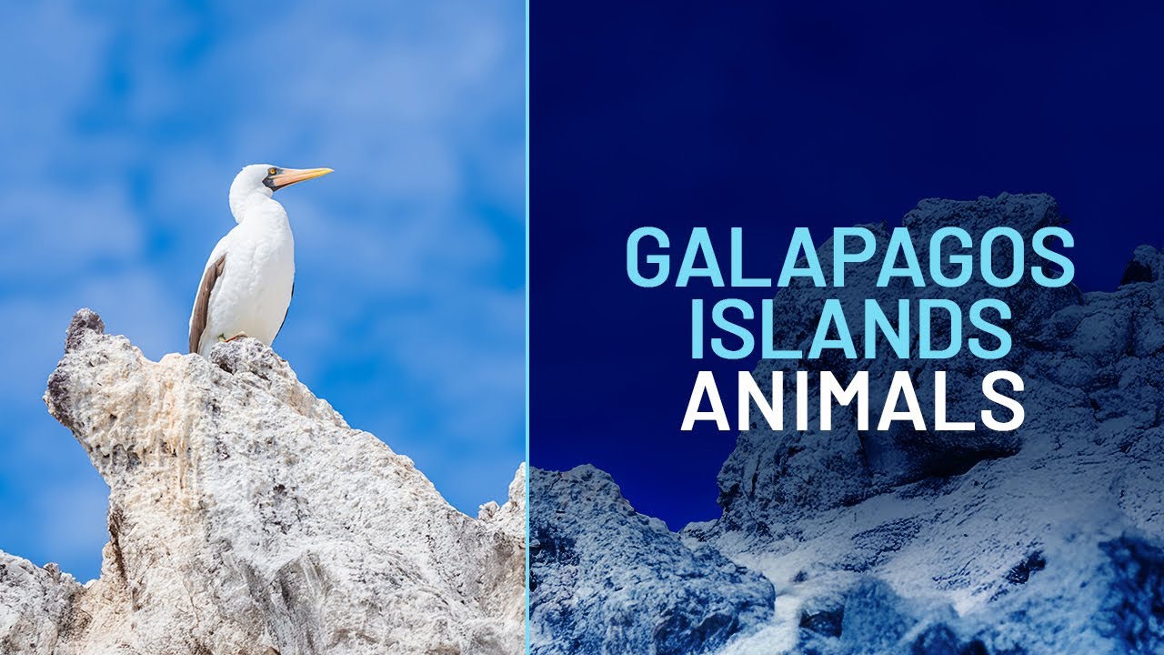 Discover the Wonders of Galapagos Islands Animals with Metropolitan Touring