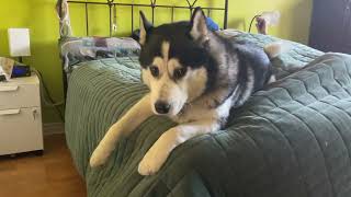 HUSKY SINGS ON HIS BIRTHDAY