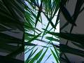 Nature video idea with mobile 📱🎋 #nature #shortvideo #creativity