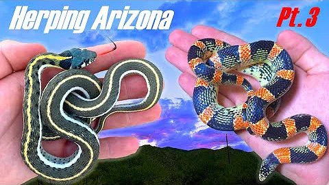 Big Cranky Diamondback Rattlesnake, Colorful Longnose, and More! Herping Arizona