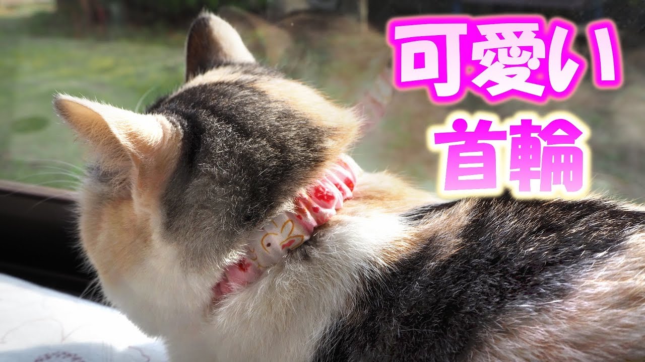 可愛い画像 Very cute cat collar