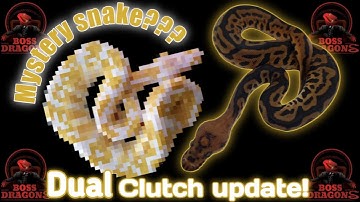 (Ball python) Dual clutch update! Plus, mystery snake egg cutting. August 11, 2022(V.4)