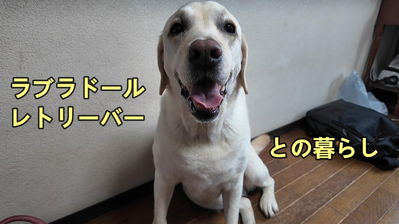 住まい+暮らし+子育て Labrador Retriever - Labrador Retriever Amazon.co.jp: ラブラドール・リトリーバーと暮らす (愛犬の飼い