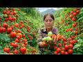 Harvesting tomatoes to sell, cooking a delicious meal for the family - Life in the countryside