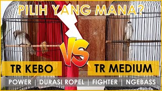 6 PERBEDAAN TRUCUK KEBO DENGAN TRUCUK LOKAL BIASA DARI SEGI POSTUR, DURASI ROPEL, DAN FIGHTER