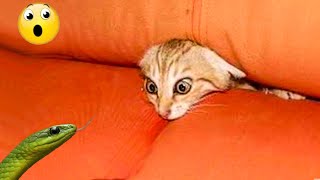 Funniest Animals 😄 New Funny Cats and Dogs Videos 😹🐶 by Pet Hub 1,130 views 10 days ago 11 minutes, 57 seconds