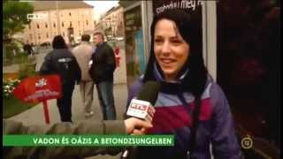 Oázis a betondzsungelben - növénydekoráció, Fitoland