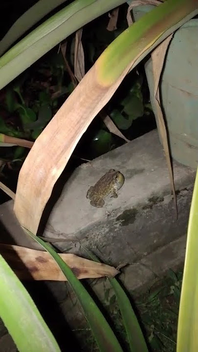 suara katak bersautan
