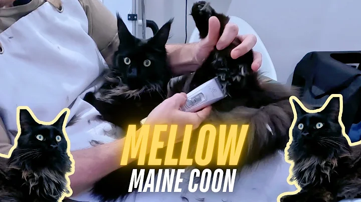 Watch the video about Mellow Maine Coon