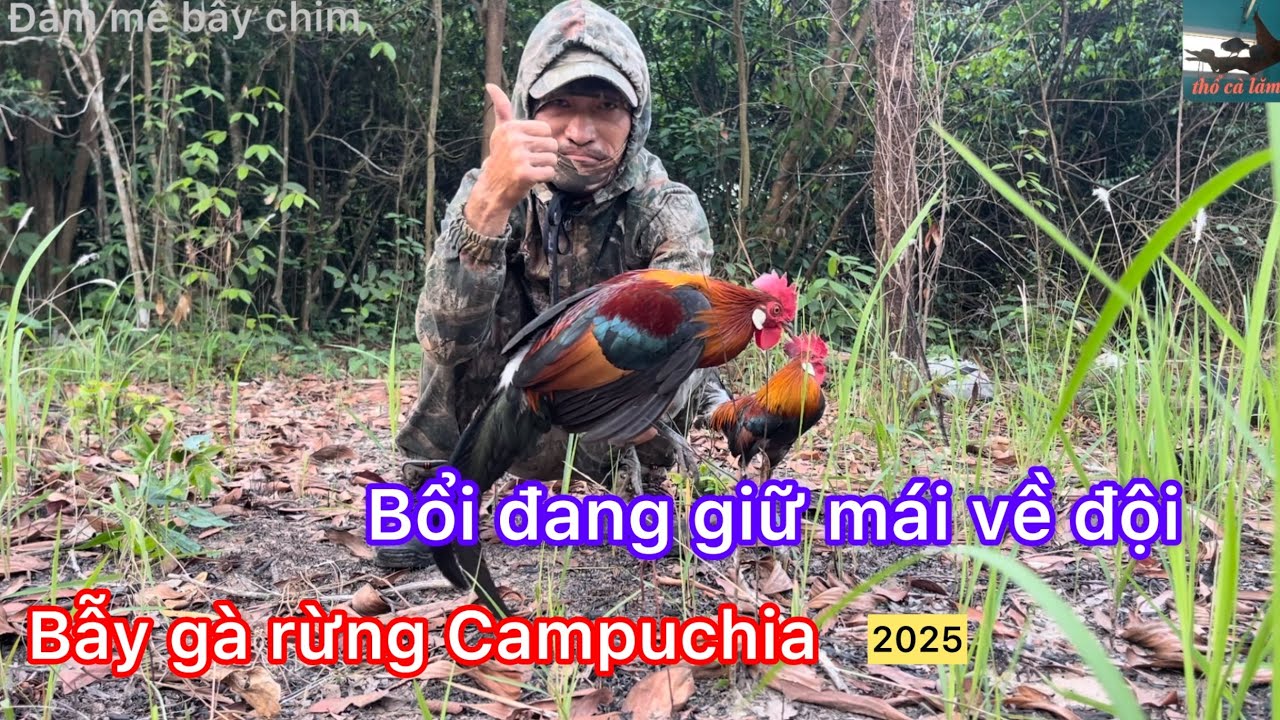 Bẫy gà rừng Campuchia. Quá mai mắn bắt bổi giọng tốt đang giữ mái