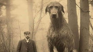 THE LAST GIANT WOLFHOUND 1902  real or fake?