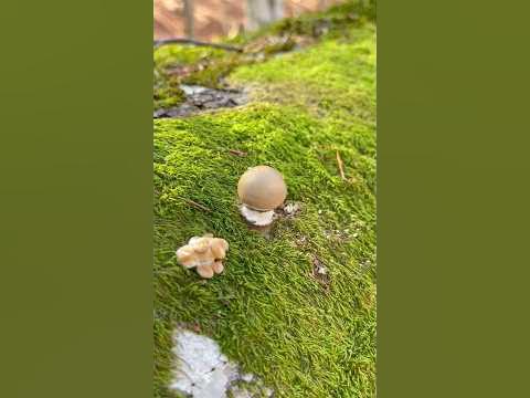 САМЫЙ МИЛЫЙ ГРИБ🥰 Отражение в шаре, словно в зеркале 🔥 Необычный гриб ...