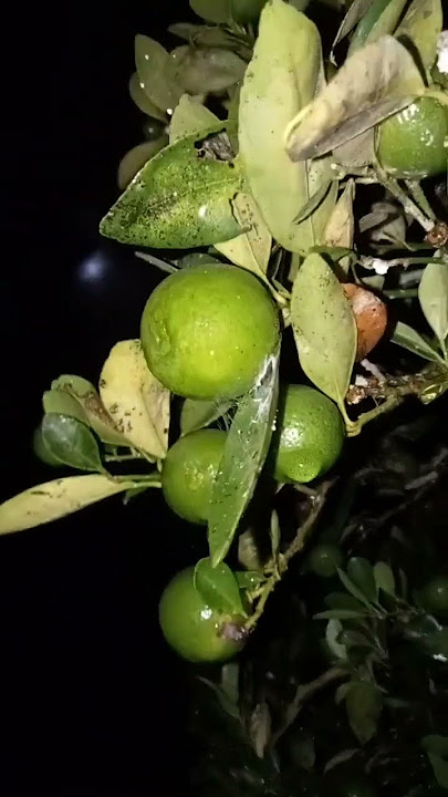 #reggae /storage/3879-3849/DCIM/Camera/VID20240821010927.mp4 ☠️🏜️🛀🏿🪨⬆️