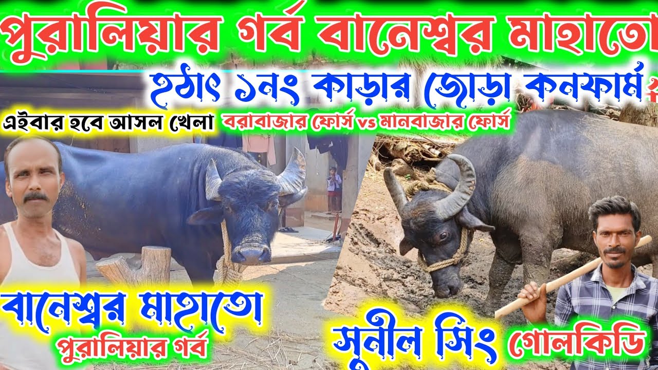 বানেশ্বর মাহাত নডিহা vs সুনীল সিং গোলকিডি জোড়া কনফার্ম ২৯ শা পৌষ !! Baneswar vs sunil sing 