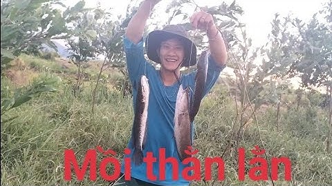 Cách Cắm Câu Cá Lóc Bằng Mồi Thằn Lằn Lên Hàng Khủng - How to ban snakehead fishing with lizard bait
