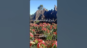 Surah At-Taḥrīm    Ayat 8 سورة التحريم