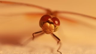 Dragonfly, macro