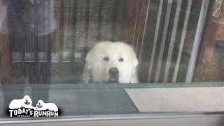 お父さんのお迎えを窓から覗いて待っているルンルンです　Great Pyrenees　グレートピレニーズ