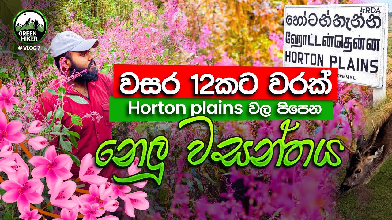 වසර 12 කට වරක් Horton plains වල පිපෙන නෙලූ වසන්තය | GREEN Hiker 