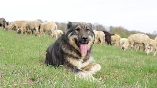 Câinii ciobănești si oile lui Bizo | Târlișua  video 2018